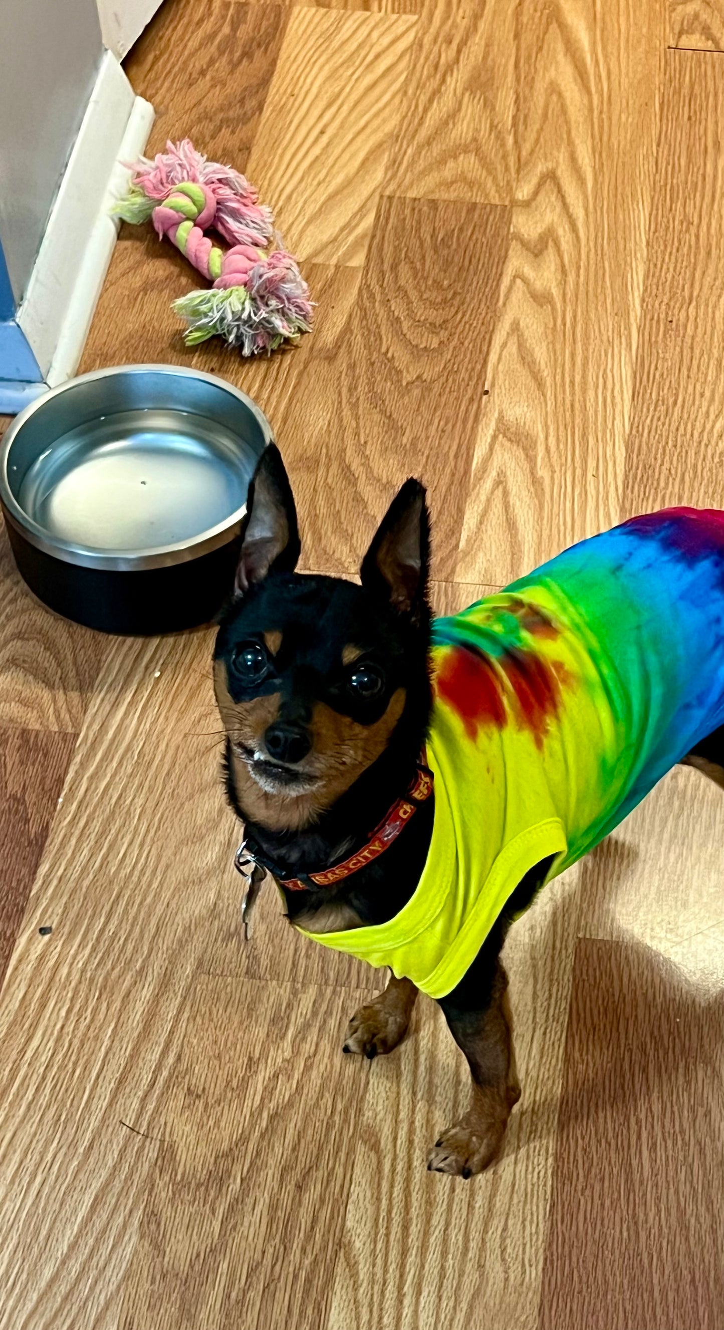 Classic Tie Dye Dog Shirt