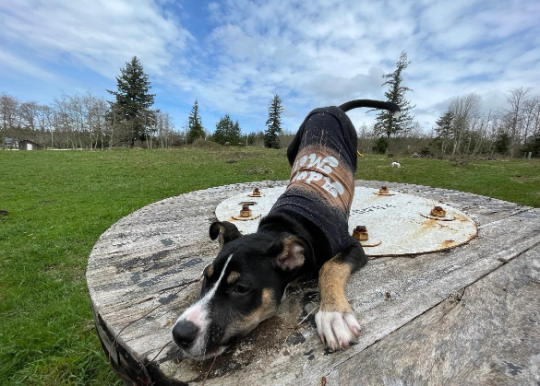 'Adopt Me' Dog Shirt