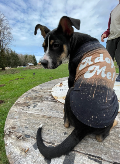 'Adopt Me' Dog Shirt