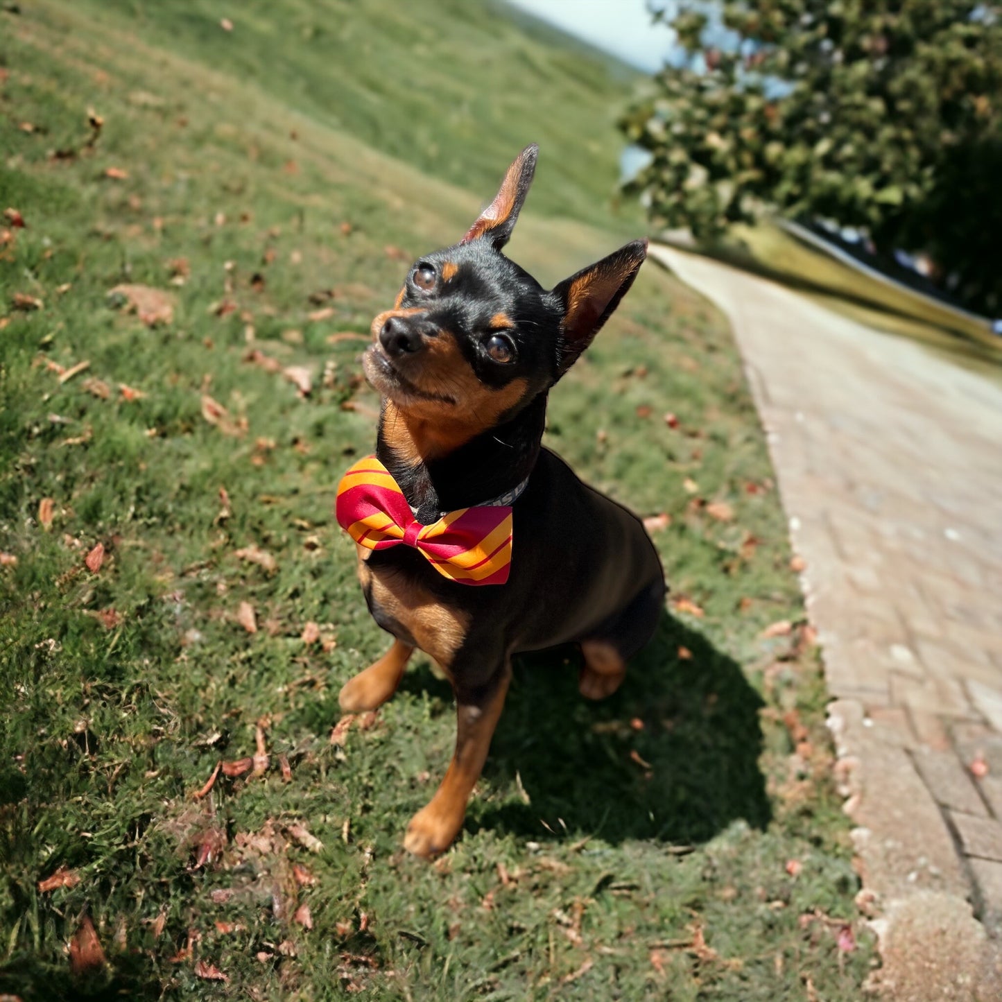 GRYFFINDOG Pet Bow Tie Collar Accessory with Velcro® closure